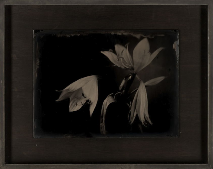 Bearded Lilies