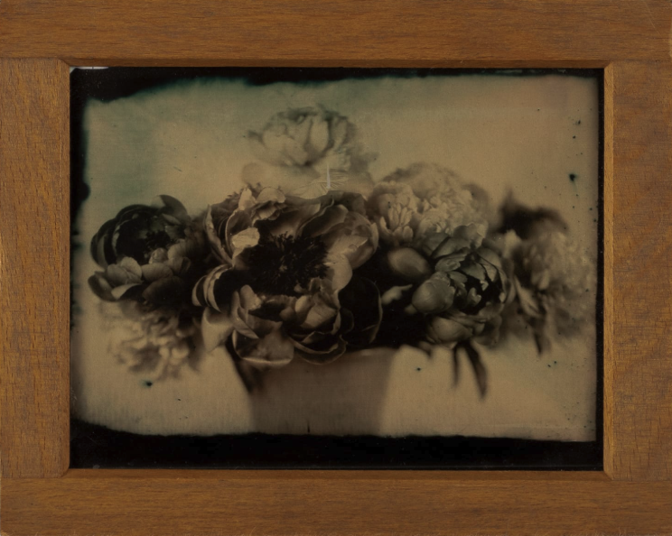 Sadie's Peonies
