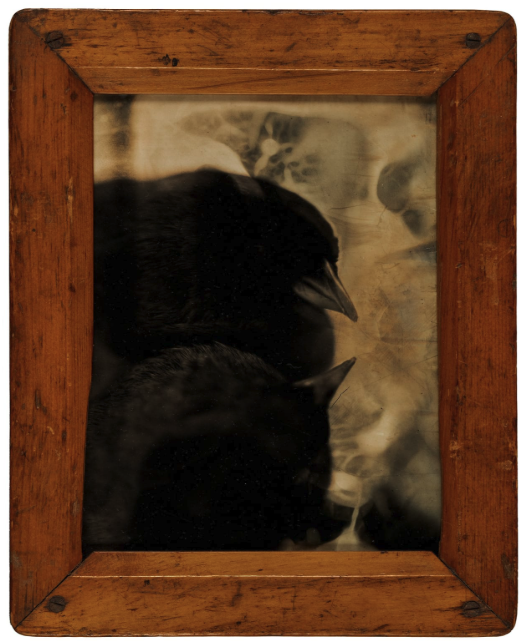 Crows Kiss