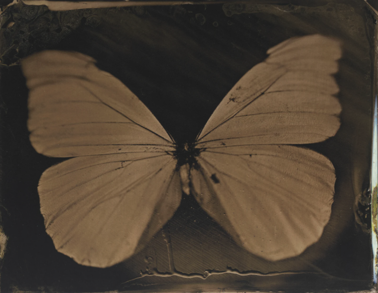 Flutterby