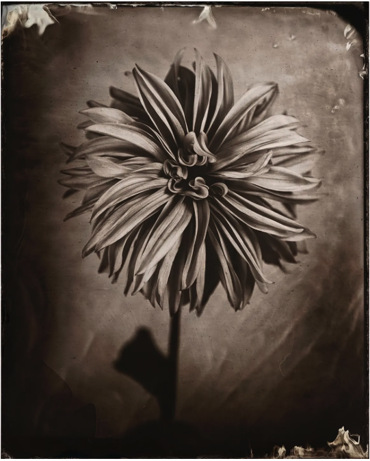 Dahlia