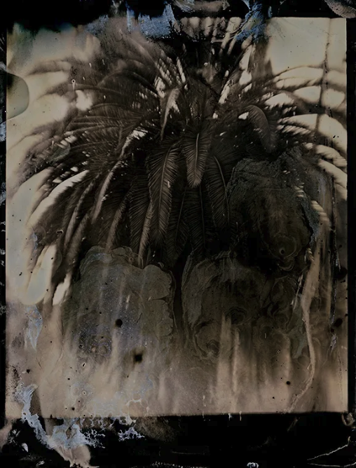 Laurel Canyon Palm