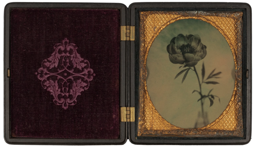 Single Peony Daguerrotype