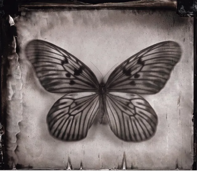 Ghost Butterfly
