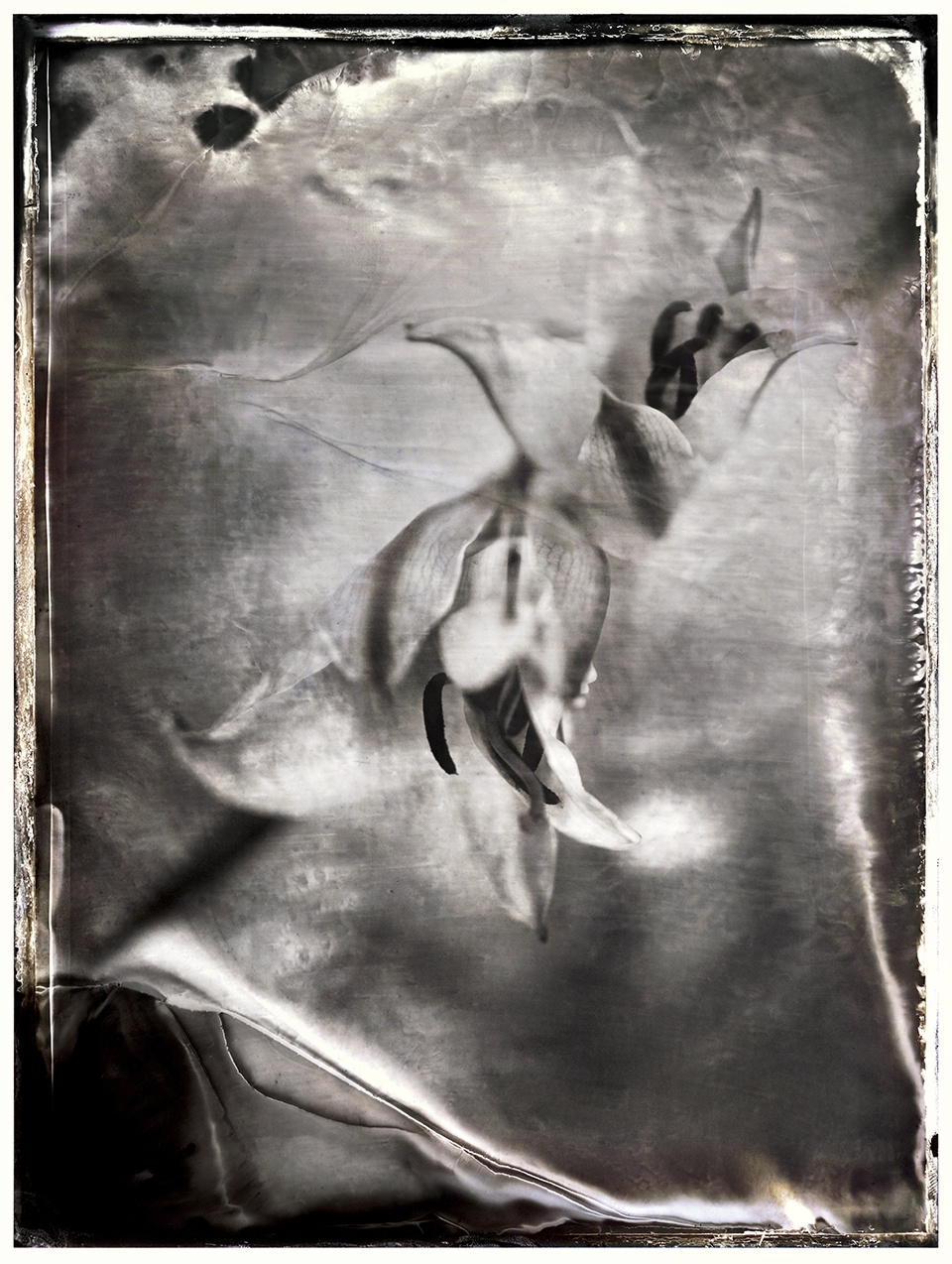 Two Lilies